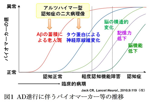 図1　AD進行に伴うバイオマーカー等の推移