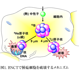 図1. BNCTで腫瘍細胞を破壊するメカニズム