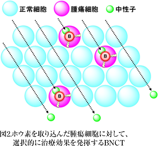 図2.ホウ素を取り込んだ腫瘍細胞に対して、選択的に治療効果を発揮するBNCT